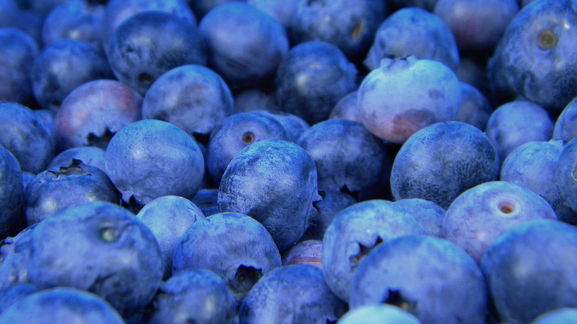 Fresh blueberries in close-up view.