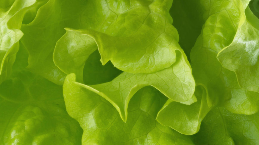 Close-up of fresh green lettuce leaves.