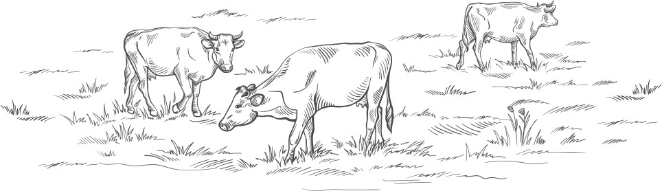 Illustration of cows grazing in a field.