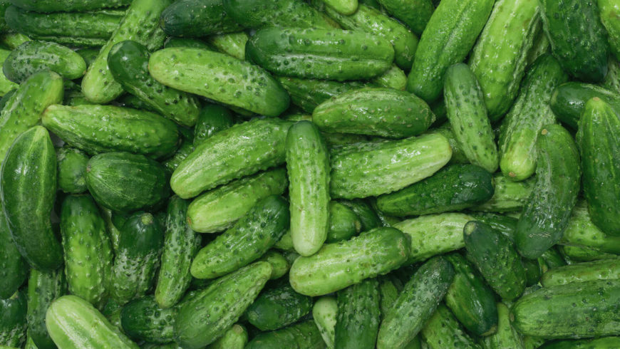 Pile of fresh green cucumbers.