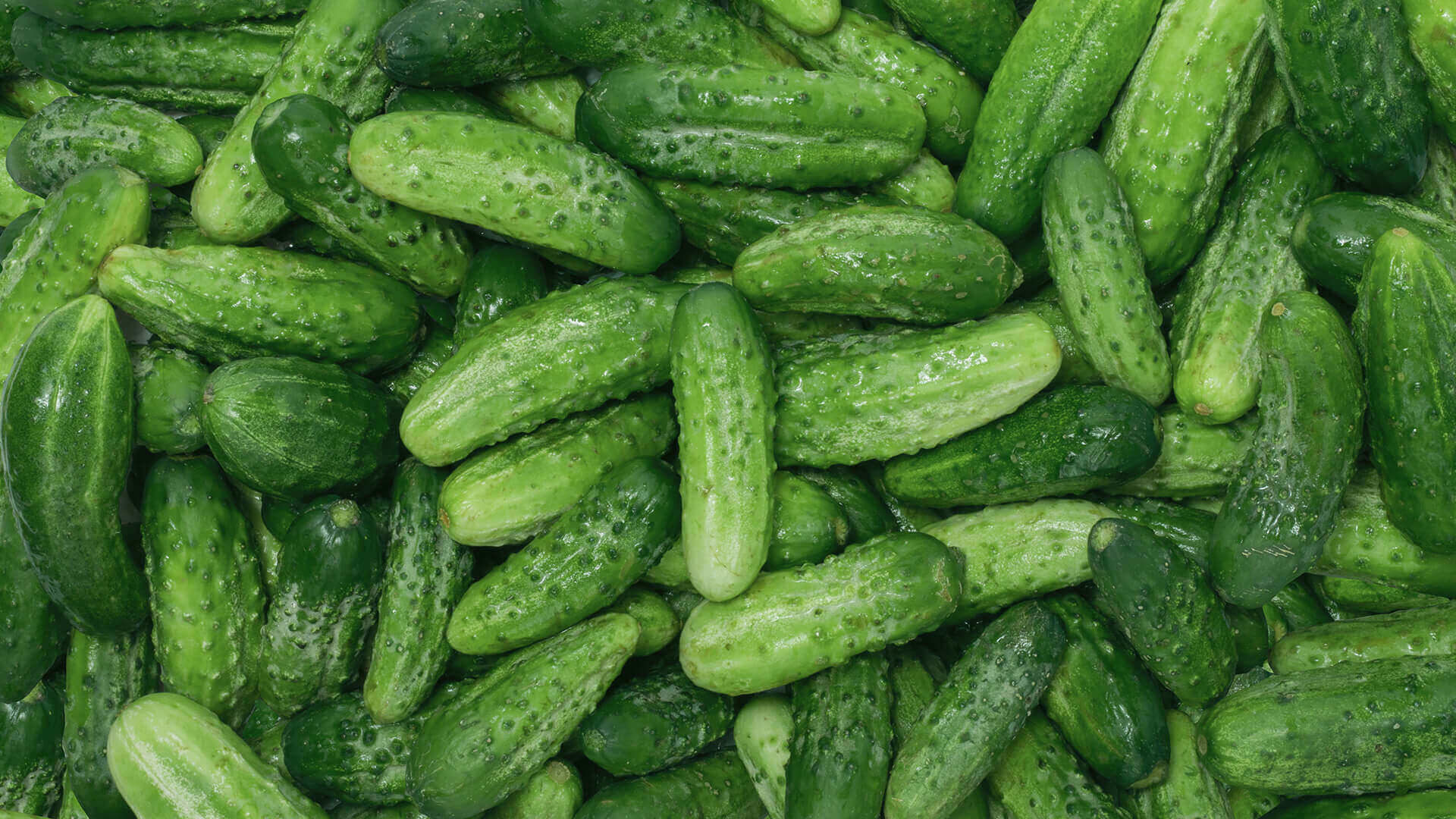 Pile of fresh green cucumbers.