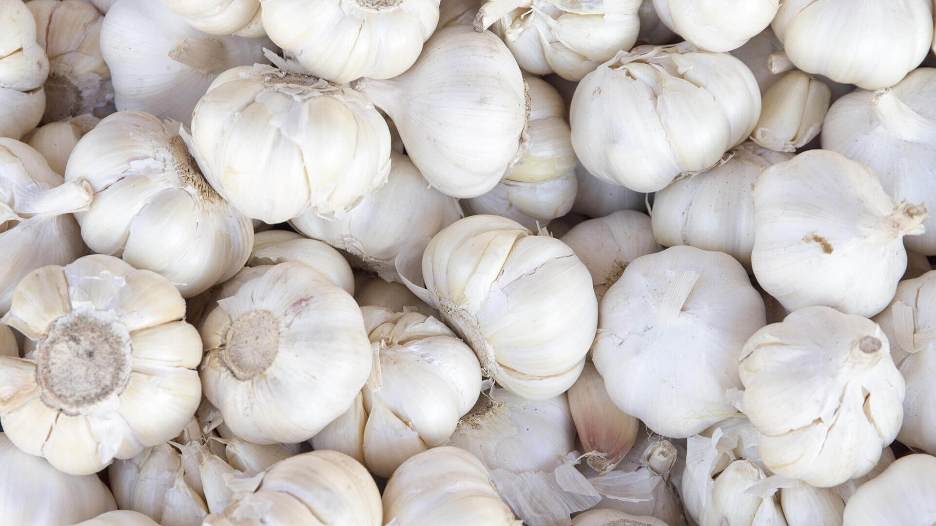 Garlic bulbs piled together, close-up view.