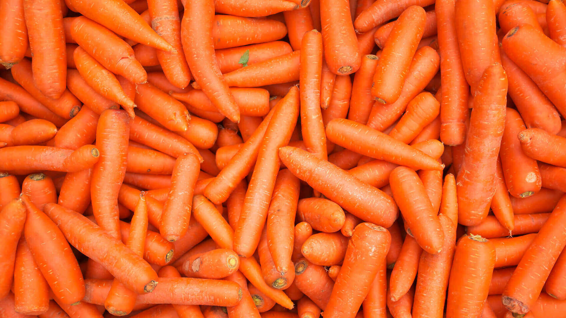 Pile of fresh orange carrots.